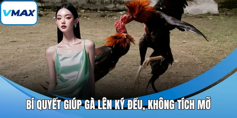 Bí quyết giúp gà lên ký đều, không tích mỡ