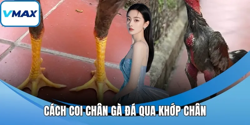Cách coi chân gà đá qua khớp chân