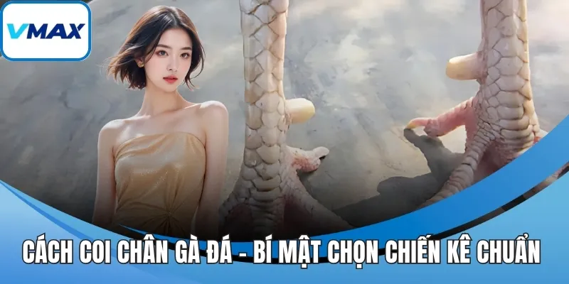 cách coi chân gà đá