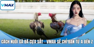 cách nuôi gà đá cựa sắt