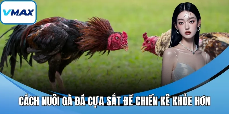 Cách nuôi gà đá cựa sắt để chiến kê khỏe hơn