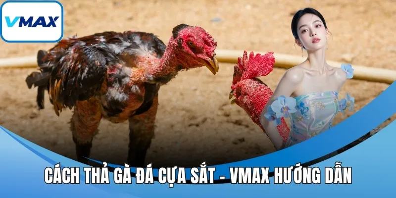 cách thả gà đá cựa sắt