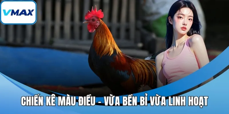 Chiến kê màu điều – Vừa bền bỉ vừa linh hoạt