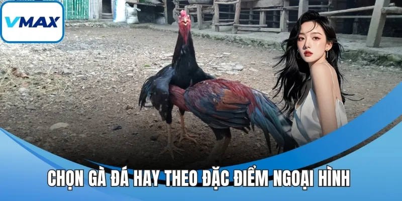 Chọn gà đá hay theo đặc điểm ngoại hình 