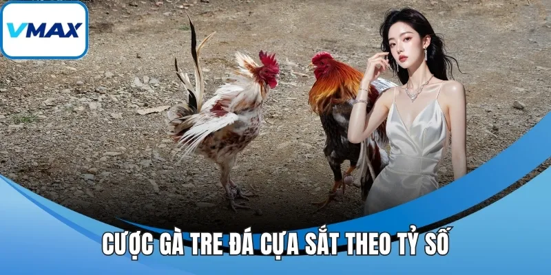 Cược gà tre đá cựa sắt theo tỷ số