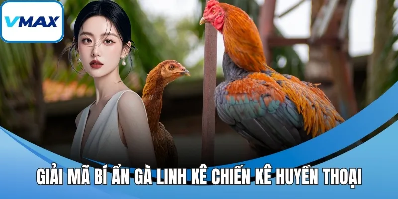 Giải mã bí ẩn gà linh kê chiến kê huyền thoại
