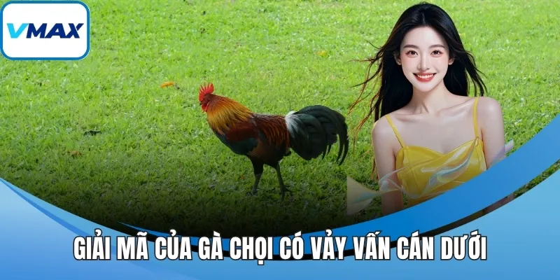 Giải mã của gà chọi có vảy vấn cán dưới