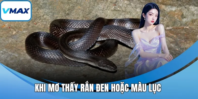 Khi mơ thấy rắn đen hoặc màu lục 
