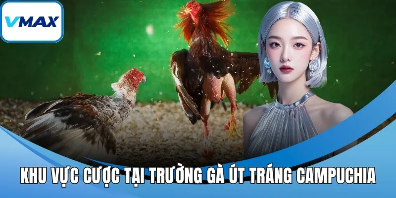 Khu vực cược tại trường gà Út Tráng Campuchia