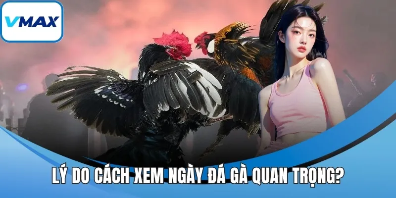 Lý do cách xem ngày đá gà quan trọng?