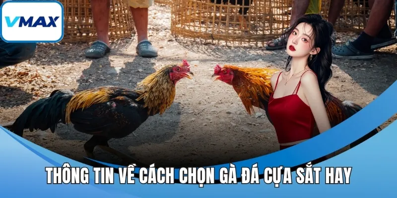 Thông tin về cách chọn gà đá cựa sắt hay