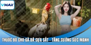 thuốc bổ cho gà đá cựa sắt