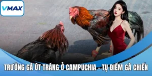 trường gà út tráng ở campuchia