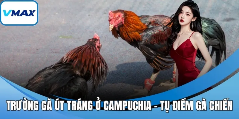 trường gà út tráng ở campuchia