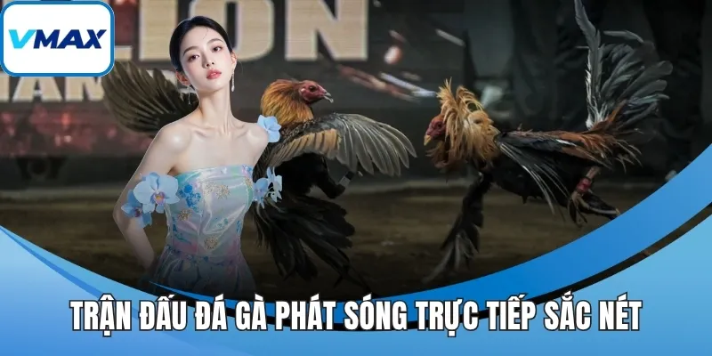 Trận đấu đá gà phát sóng trực tiếp sắc nét